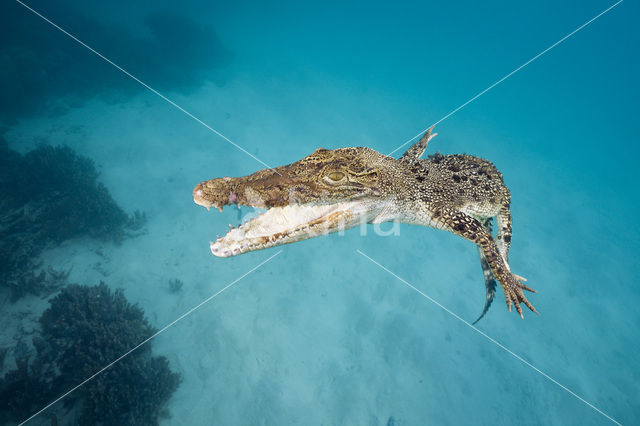 Saltwater Crocodile