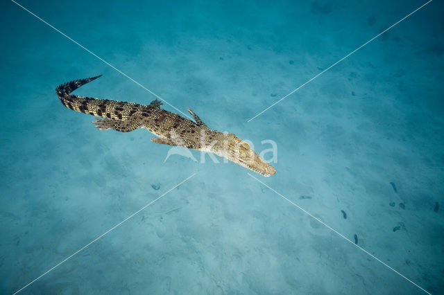 Saltwater Crocodile