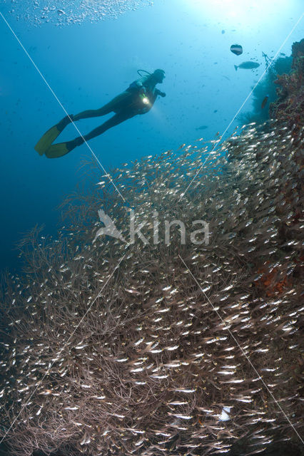 Black coral (Antipathes dichotoma)