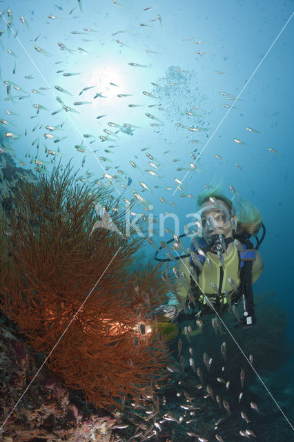 zwart koraal (Antipathes dichotoma)