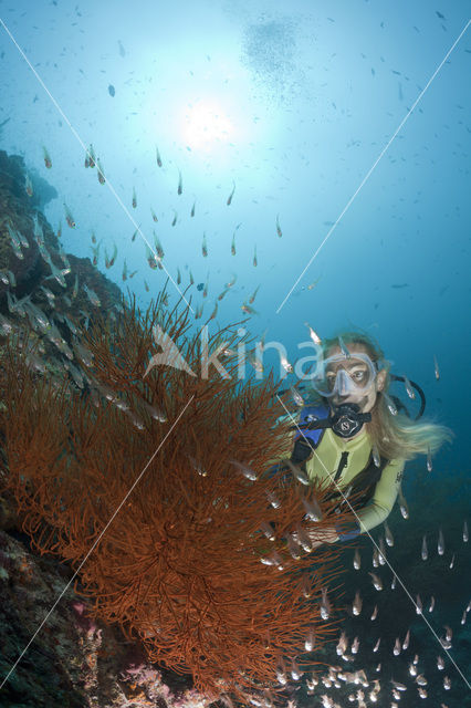 Black coral (Antipathes dichotoma)