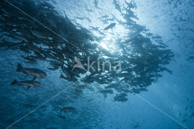 Black Snapper