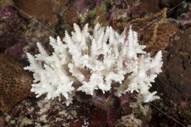 Staghorn coral (Acropora spec.)