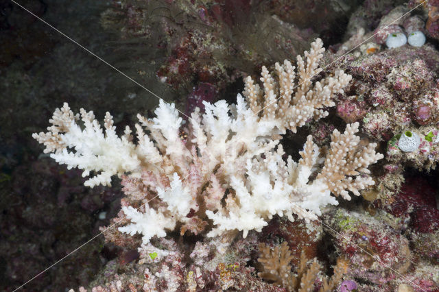 Staghorn coral (Acropora spec.)