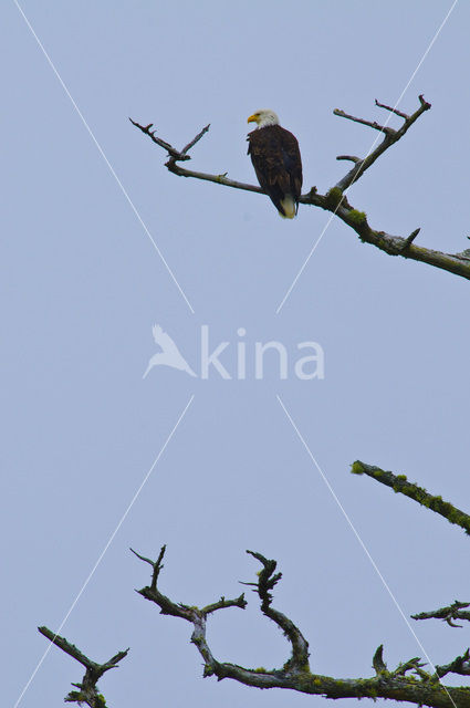 American bald eagle (Haliaeetus leucocephalus)
