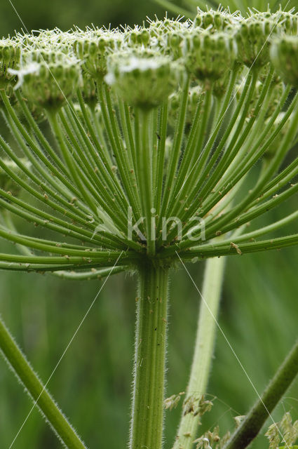 Giant Hogweed (Heracleum mantegazzianum)