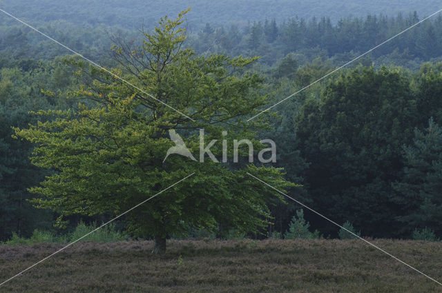 Beech (Fagus sylvatica)