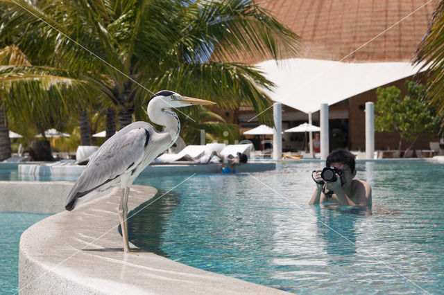 Blauwe Reiger (Ardea cinerea)