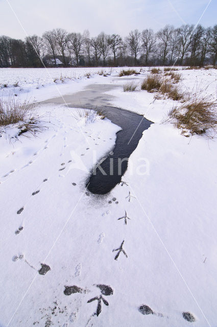 Blauwe Reiger (Ardea cinerea)