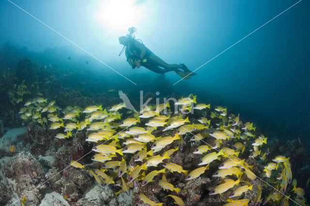 Blauwgestreepte Snapper (Lutjanus kasmira )