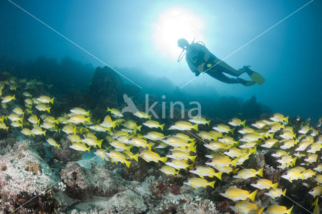 Blauwgestreepte Snapper (Lutjanus kasmira )