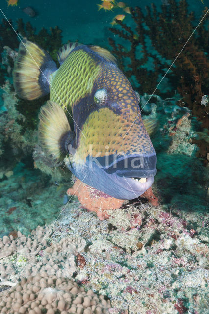 Titan triggerfish (Balistoides viridescens)