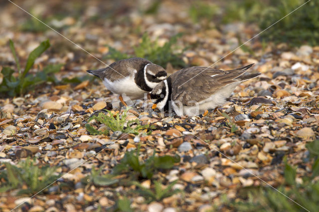 Bontbekplevier (Charadrius hiaticula)