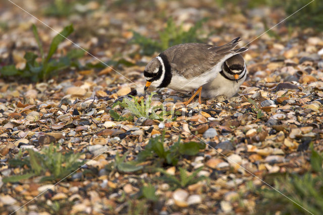 Bontbekplevier (Charadrius hiaticula)