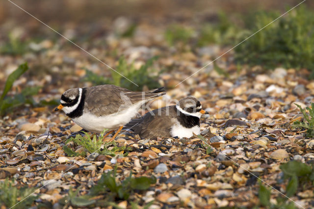 Bontbekplevier (Charadrius hiaticula)