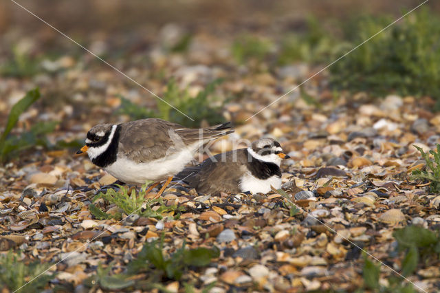 Bontbekplevier (Charadrius hiaticula)