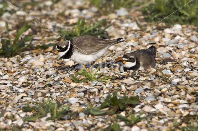 Bontbekplevier (Charadrius hiaticula)