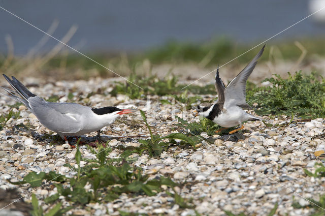 Bontbekplevier (Charadrius hiaticula)