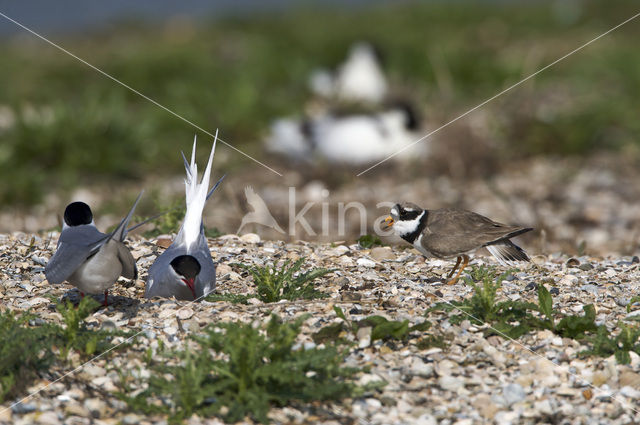 Bontbekplevier (Charadrius hiaticula)