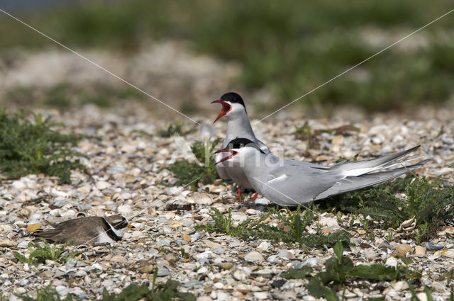 Bontbekplevier (Charadrius hiaticula)