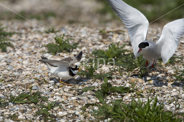 Bontbekplevier (Charadrius hiaticula)