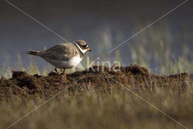 Bontbekplevier (Charadrius hiaticula)