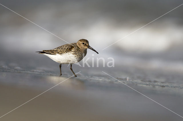 Dunlin (Calidris alpina)