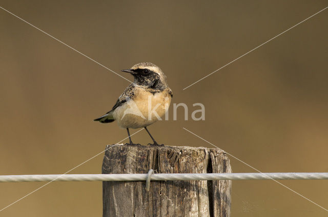 Pied Wheatear (Oenanthe pleschanka)