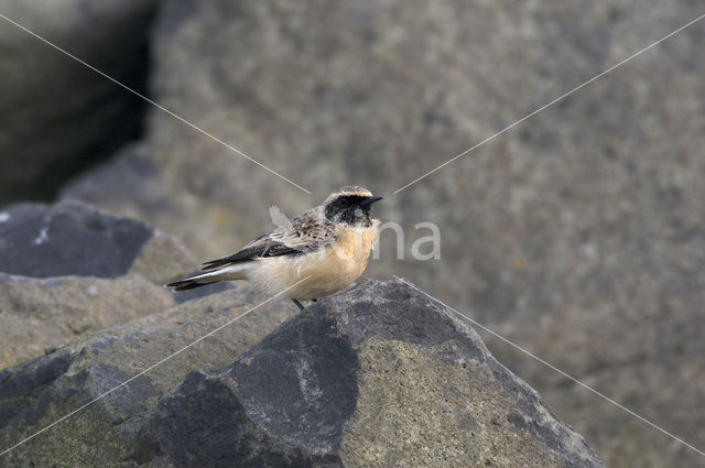 Bonte Tapuit (Oenanthe pleschanka)