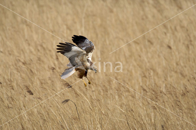 Bruine Kiekendief (Circus aeruginosus)