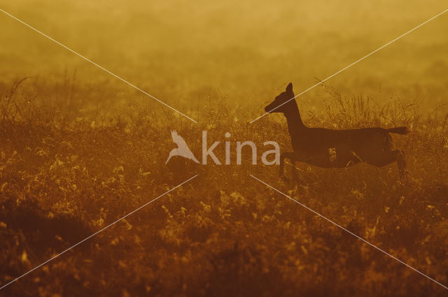 Fallow Deer (Dama dama)