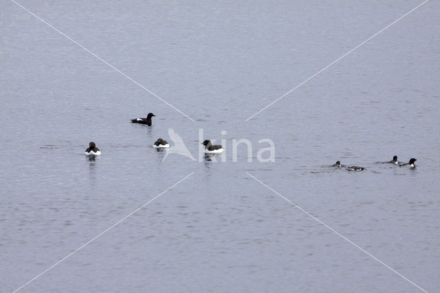 Dikbekzeekoet (Uria lomvia)