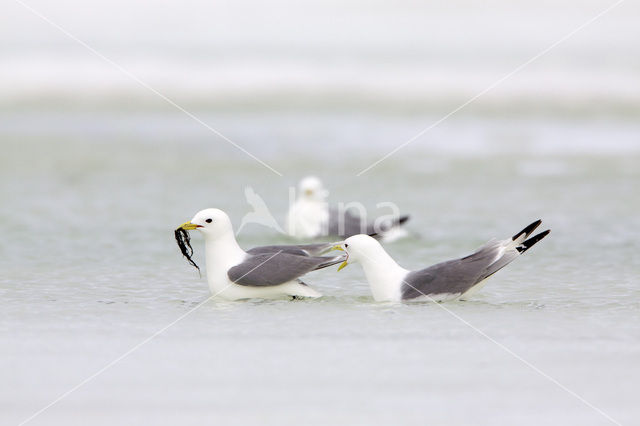 Black-legged Kittiwake (Rissa tridactyla)