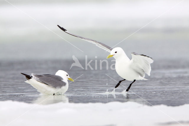 Black-legged Kittiwake (Rissa tridactyla)