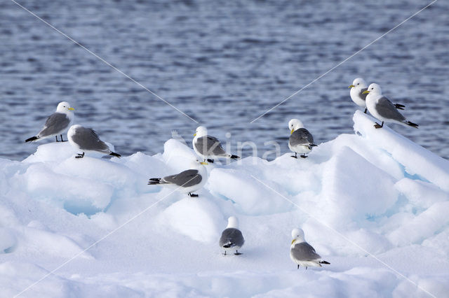 Black-legged Kittiwake (Rissa tridactyla)