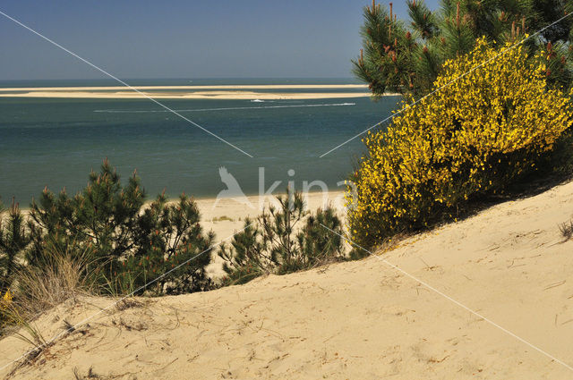 Dune de Pilat