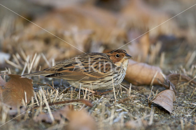 Little Bunting (Emberiza pusilla)