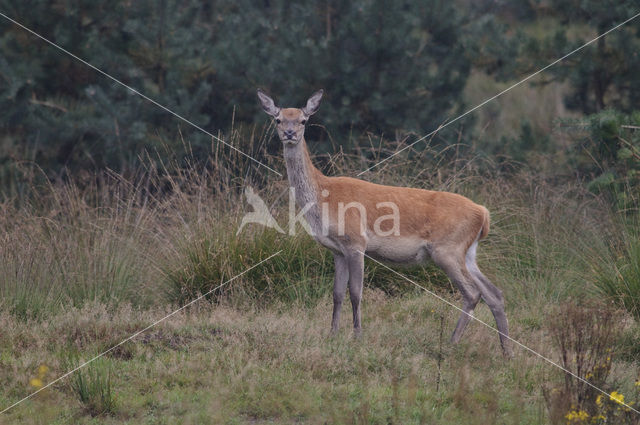 Red Deer (Cervus elaphus)