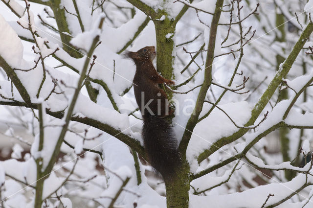 Red Squirrel (Sciurus vulgaris)