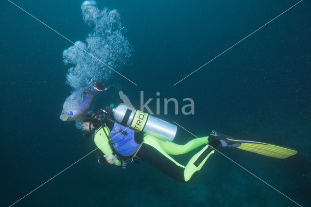 Bignose unicornfish (Naso vlamingii)