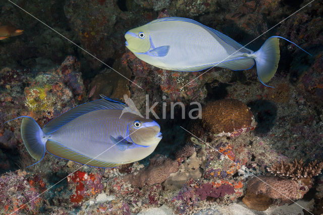 Bignose unicornfish (Naso vlamingii)