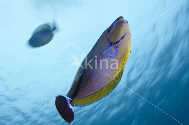 Bignose unicornfish (Naso vlamingii)