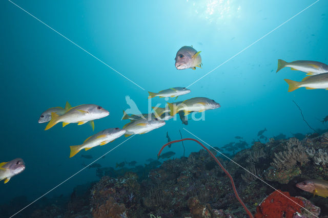 Onespot snapper (Lutjanus monostigma)