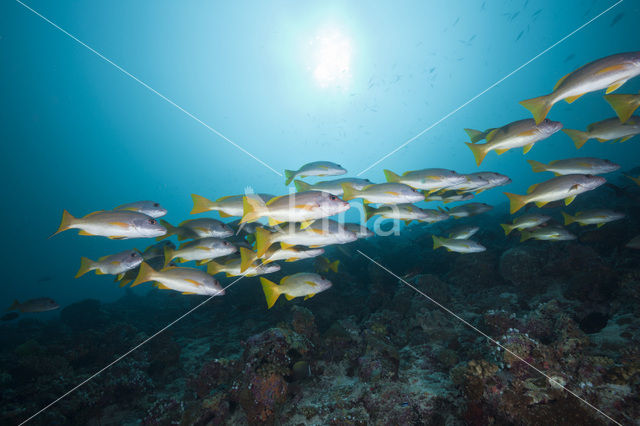 Eenvlek snapper (Lutjanus monostigma)