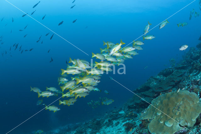 Eenvlek snapper (Lutjanus monostigma)