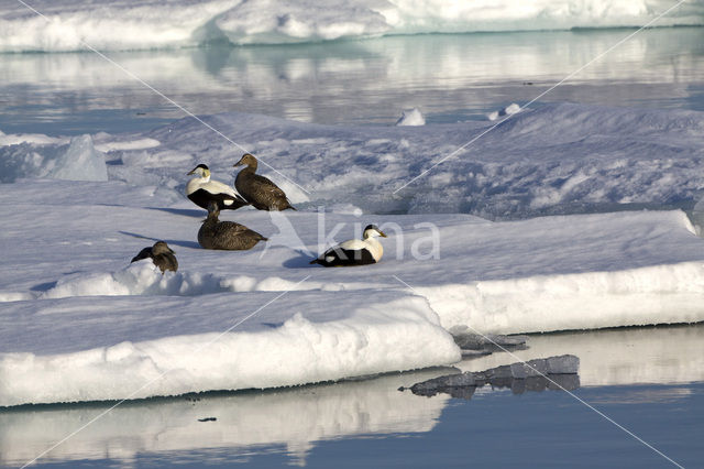 Eider (Somateria mollissima)