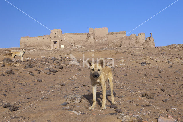 El Ghweita Tempel