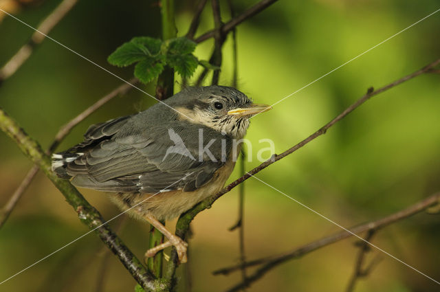 Eurasian Nuthatch (Sitta europaea)