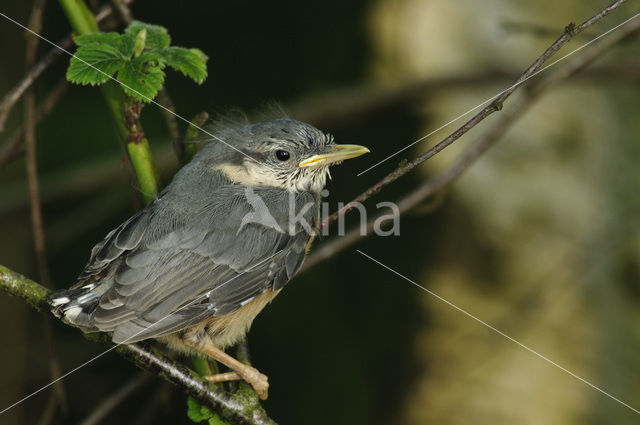 Eurasian Nuthatch (Sitta europaea)