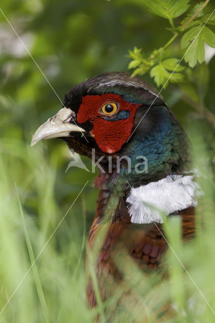 Ring-necked Pheasant (Phasianus colchicus)